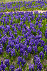 Obraz premium Vibrant purple hyacinths blanket a sunny garden in spring, creating a colorful display of natures beauty with lush green foliage