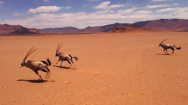 Herd of Oryx running across a vast desert landscape under a blue sky