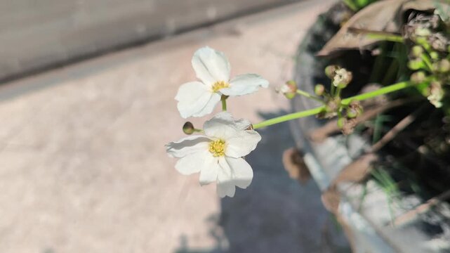 A beautiful Anemone &times; hybrida flower blooming with elegant petals and a graceful form, showcasing the delicate charm of this popular ornamental flowering plant in garden landscapes
