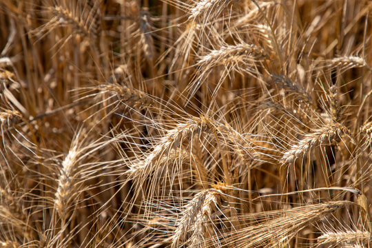 Close-up of ripe golden wheat ears in a sunlit field with a soft blurred background, symbolizing harvest season, agriculture, and cereal crop production.