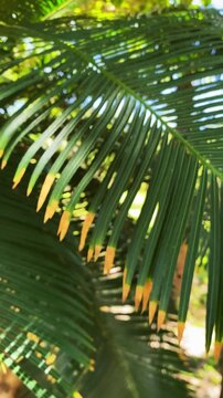 Cycas Palm Fronds with Yellow Seeds Close Up Slow Motion, Tropical Exotic Plant, Botanical Garden.