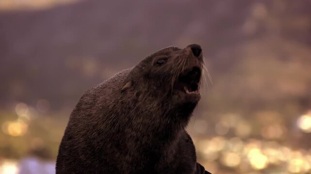 Majestic animal vocalization captured in stunning detail
