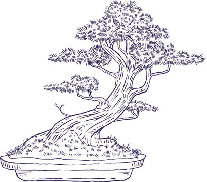 Vintage hand drawn vector sketch of an old informal upright bonsai tree with dynamic dramatic curves and thick exposed root base in pot, isolated on white.