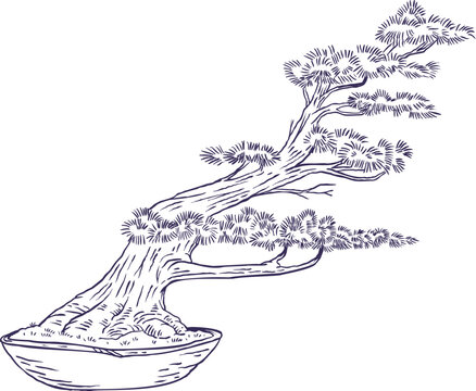 Hand drawn vector illustration of slanting or windswept style bonsai tree with an angled trunk growing to one side in shallow pot, ink sketch isolated on white.