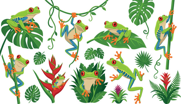Red eyed tree frog vector illustration set featuring exotic green amphibians climbing vines sitting on monstera leaves and tropical jungle plants (23 words)