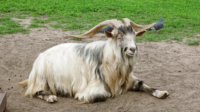 A goat with large curved horns and shaggy white and greyish fur lies on a patch of dry brown dirt, and green grass in the background. Farm animals. High quality 4K footage.