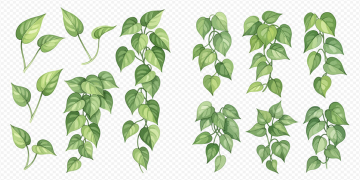 Watercolor Pothos Leaves and Vines Collection, Green Foliage Elements for Botanical Design.