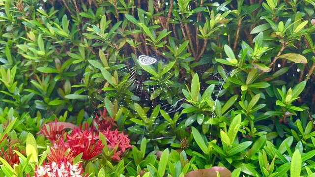 Orb weaver spider web with unique spiral stabilimentum in a tropical green bush with flowers, Ishigaki, Japan