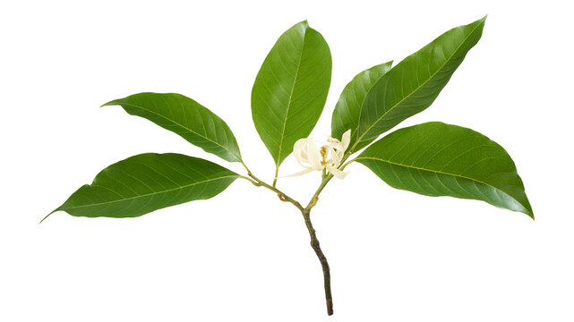 White champaca flower branch with fresh leaf and flower bud isolated on transparent background with clipping path. Fragrant tropical blossom for botanical and floral design.