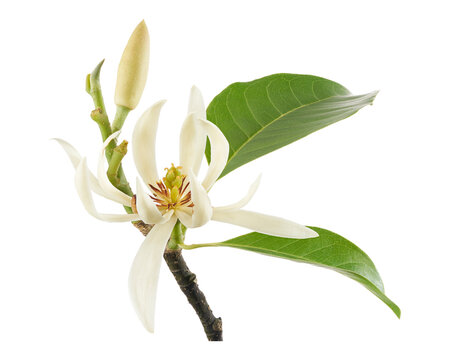 White champaca flower branch with fresh leaf and flower bud isolated on transparent background with clipping path. Fragrant tropical blossom for botanical and floral design.