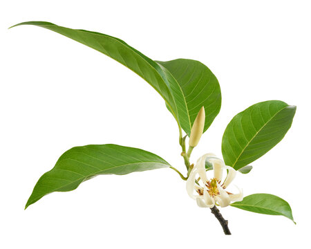 White champaca flower branch with fresh leaf and flower bud isolated on transparent background with clipping path. Fragrant tropical blossom for botanical and floral design.