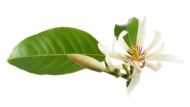White champaca flower branch with fresh leaf and flower bud isolated on transparent background with clipping path. Fragrant tropical blossom for botanical and floral design.