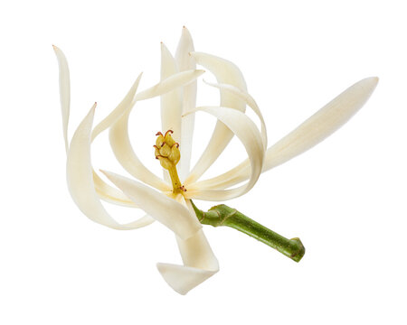 White champaca flower isolated on transparent background with clipping path. Fragrant tropical blossom for botanical and floral design.