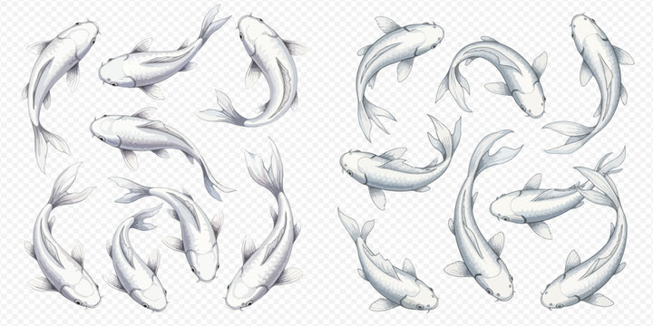 Set of white koi fish swimming, top view of carp in water, isolated on transparent background.