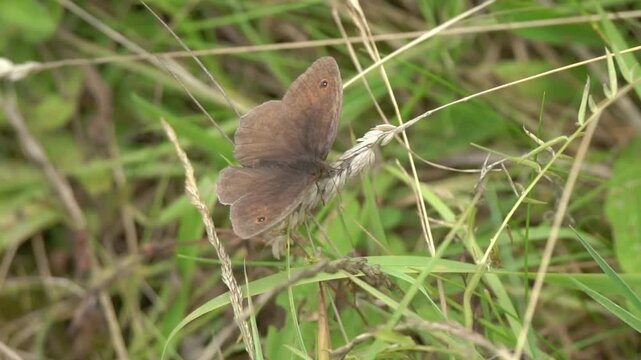 Macro close-up of a Meadow Brown butterfly (Maniola jurtina), showcasing its characteristic orange-flushed wings and black eyespots in a natural habitat, butterflies stock video footage clip