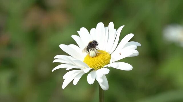 White crab spider (Misumena vatia) insect on a wildflower oxeye daisy a predator catching a bee as its prey,  macro close-up nature wildlife stock video footage clip