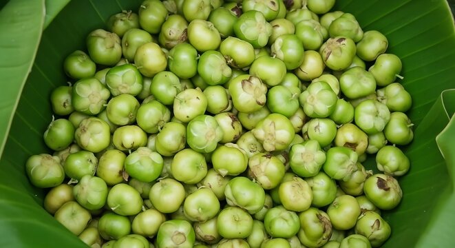 Fresh green garcinia cambogia fruits on banana leaf, tropical sour fruit harvest, organic malabar tamarind for culinary and herbal medicine use