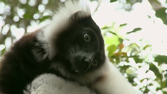 Close-up of a black and white ruffed lemur resting in lush green foliage