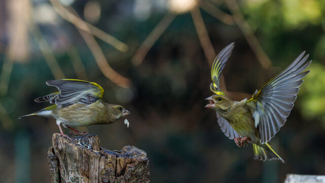 Gr&uuml;nfinken (Carduelis chloris)