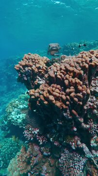 Vertical footage, Bottom view of Porcupine fish hovering over coral on a bright sunny day, Slow motion, Camera moves forward approaching Giant Spotted Porcupine Fish, Diodon hystrix