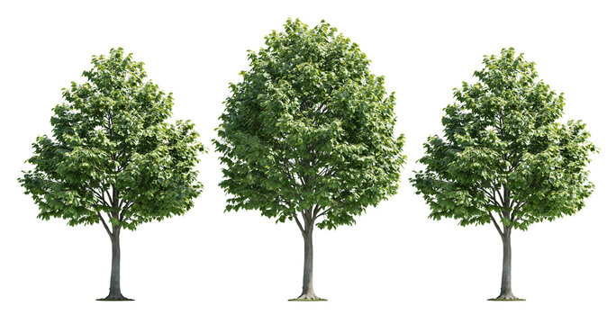 Set of three green trees on transparent background