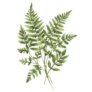 Illustration plante chartreuse