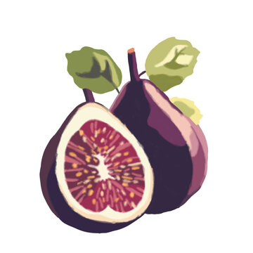 Illustration figue