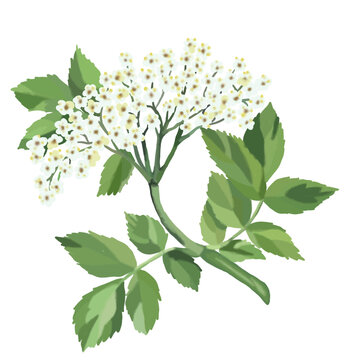 Illustration fleur de sureau