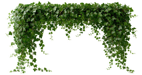 Naklejka premium Green leafy arch vine frame on transparent background