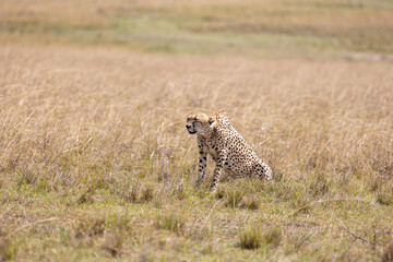 Adult cheetah sits in tall grass with its mouth open - Masai Mara National Reserve, Kenya, African wildlife safari photography © TheStorygrapher