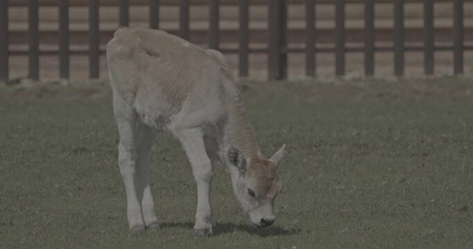 Hungarian Grey Steppe calf. Podolic cattle characterised by long lyre-shaped horns and a pale grey coat. Hungarian Grey cow grazing in livestock farm