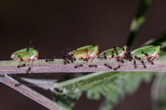Green Treehoppers Attended By Ants In Mutualism