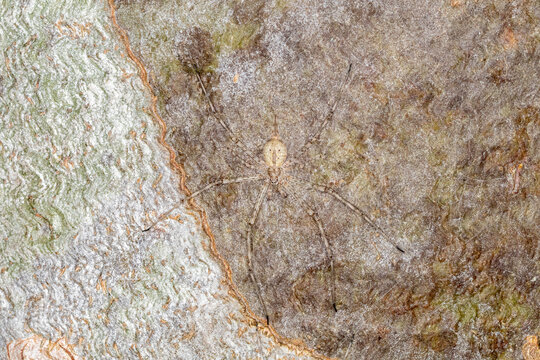 Two Tailed Spider Camouflaged on Rough Tree Bark