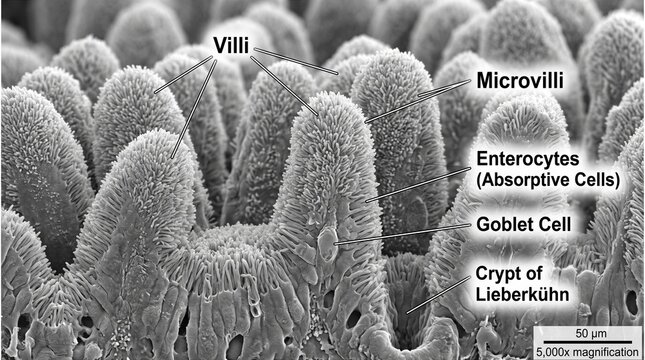 Scanning electron micrograph (SEM) showing anatomy of small intestine villi, microvilli, enterocytes, and goblet cells at 5,000x magnification