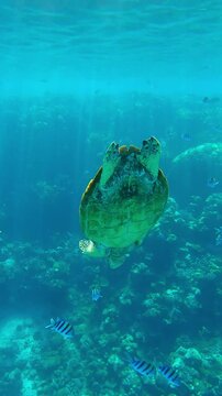 Vertical footage, Close up of Sea Turtle quickly dives down and swims to bottom approaching coral reef, Back view, Slow motion, Close-up of Hawksbill Sea Turtle, Eretmochelys imbricata