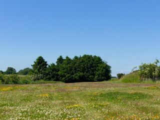 Fototapeta premium A Field covered in yellow and cream flowers of Clover with a Dog Rose climbing up one of the conifer trees in the background.