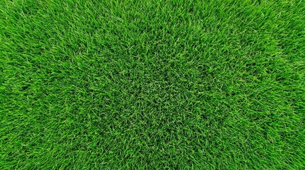 Fototapeta premium Ultra Close up of Vibrant Short Green Grass Showing Uniform Blade Texture in Natural Light