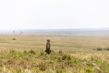 Cheetah sits upright on a grassy rise overlooking a vast savannah plain - Masai Mara National Reserve, Kenya, African wildlife safari photography © TheStorygrapher