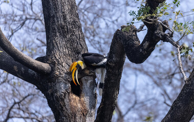 Great hornbill male (Buceros bicornis) feeding female hornbill sitting inside the tree whole during breeding time. Hornbill couple life in jungle. © Abhishek Mittal