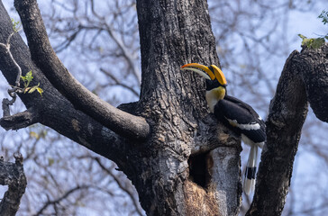 Great hornbill male (Buceros bicornis) feeding female hornbill sitting inside the tree whole during breeding time. Hornbill couple life in jungle. © Abhishek Mittal