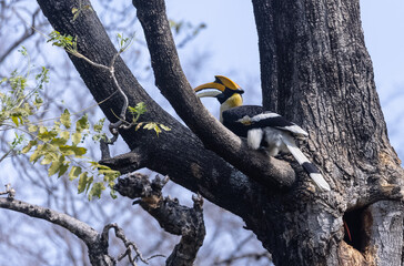 Great hornbill (Buceros bicornis) bird perching on tree at forest. © Abhishek Mittal