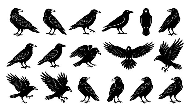 Black Crow and Raven Silhouette Vector Set with Birds in Flying, Standing, and Perching Poses for Halloween, Gothic, and Wildlife Graphic Designs