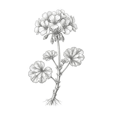 Detailed illustration of a flowering plant.