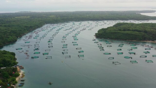 Fish farm with cages for fish and shrimp in the Philippines, Luzon. Aerial view of fish ponds for bangus, milkfish. Fish cage for tilapia, milkfish farming aquaculture or pisciculture practices.