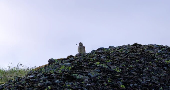 A wild ptarmigan perches on a rocky, moss-covered hilltop, looking directly at the camera against a plain, overcast sky. Low angle shot.