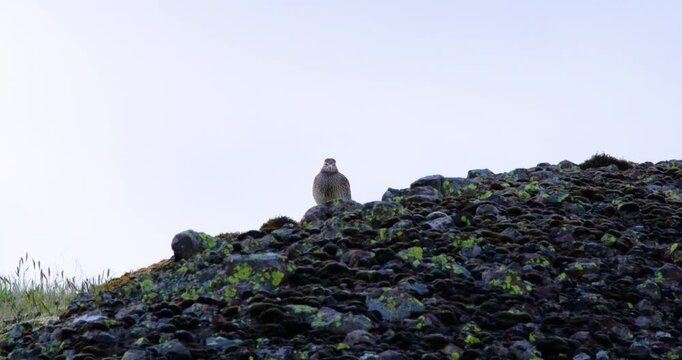 A brown speckled kestrel perches on a rocky, moss-covered hilltop, looking directly at the camera under a plain white sky.