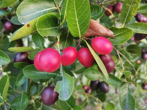 Carissa carandas in red fruit on tree