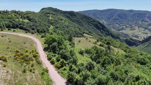 Sentiero sterrato immerso nella vegetazione verde, con cespugli fioriti ai lati e cielo azzurro limpido. Scena naturale tranquilla e luminosa