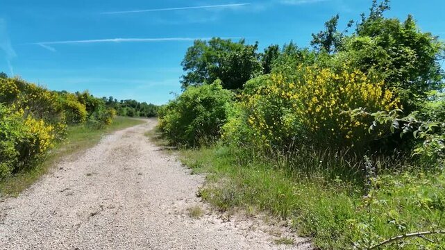 Sentiero sterrato immerso nella vegetazione verde, con cespugli fioriti ai lati e cielo azzurro limpido. Scena naturale tranquilla e luminosa