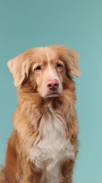 A Nova Scotia Duck Tolling Retriever dog appears in a clean studio portrait. The image highlights soft expression and color background.
